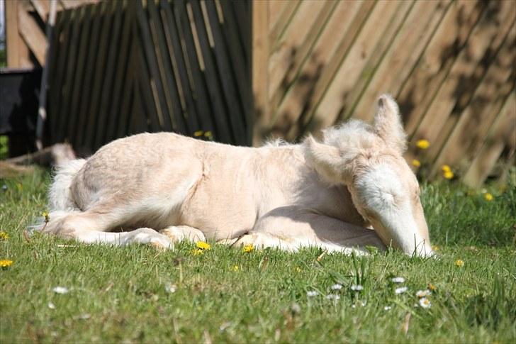 Irish Cob Rooster's Le Mans - Nuurh´! billede 2