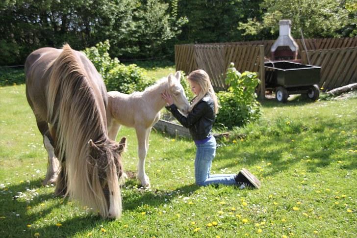 Irish Cob Rooster's Le Mans - Mig og ham (; billede 3