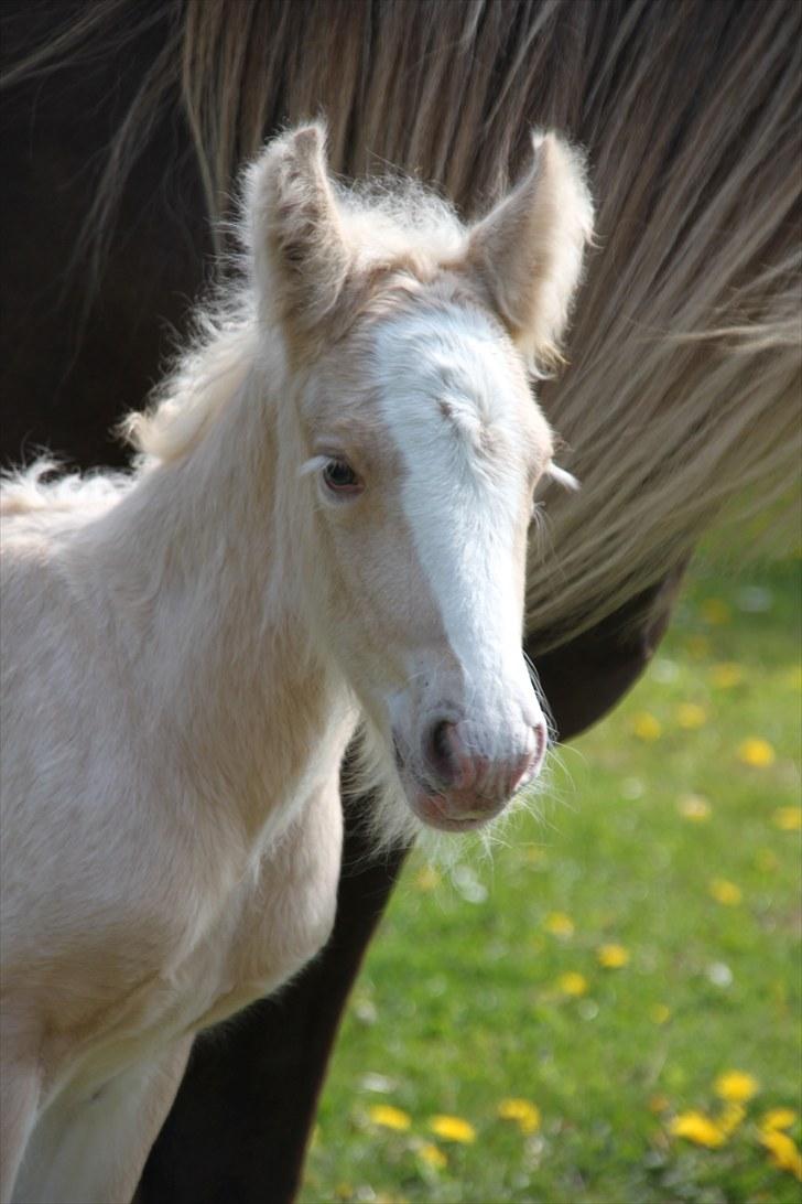 Irish Cob Rooster's Le Mans - He´s becoming a king! billede 5