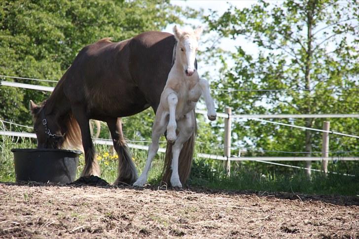 Irish Cob Rooster's Le Mans - "Jeg kan stejle!" billede 9