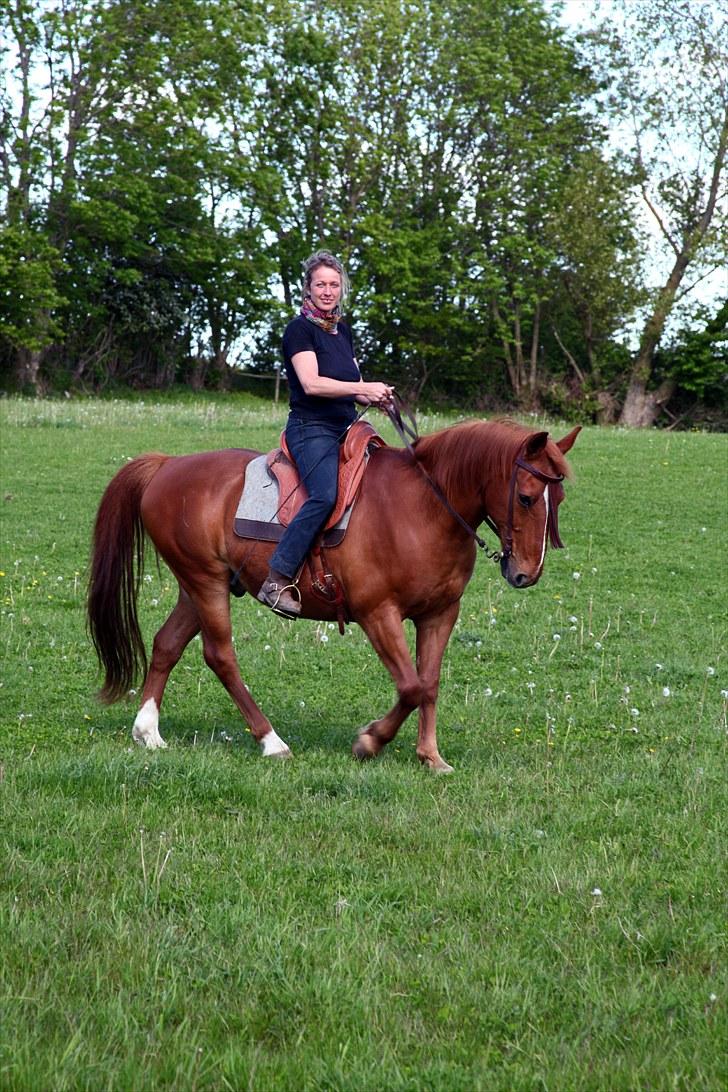 Anden særlig race Chico - Ejeren Birgitte i trav.... billede 7