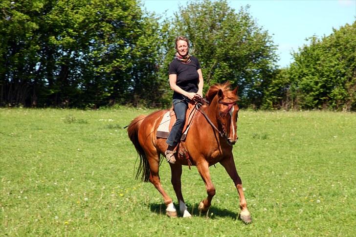 Anden særlig race Chico - Ejeren Birgitte i galop... billede 8