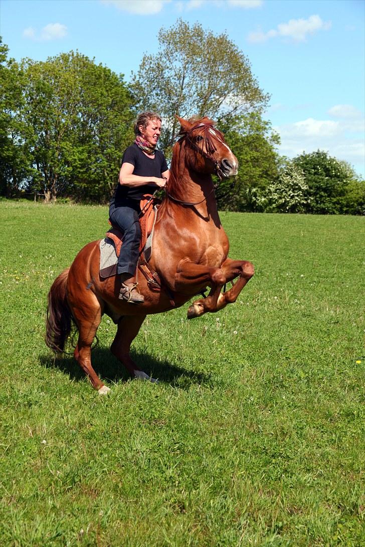 Anden særlig race Chico - Her viser Birgitte og Chico terre á terre. billede 9