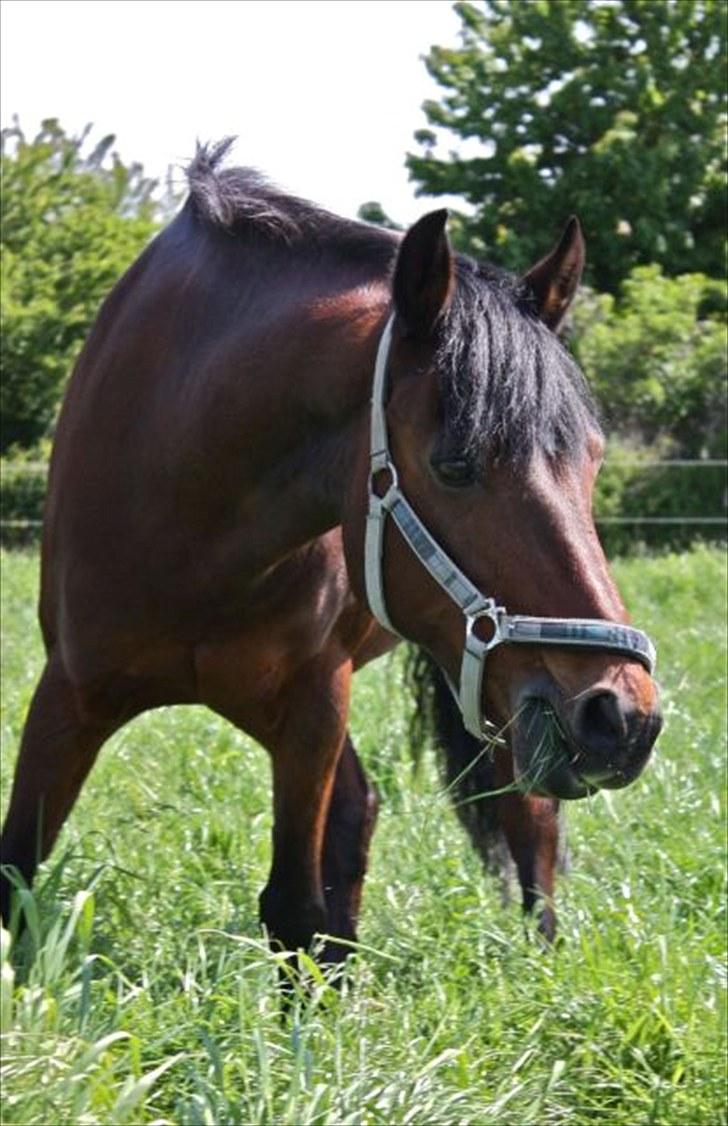 Anden særlig race Brenda/Carina - smukke carina på græs billede 1