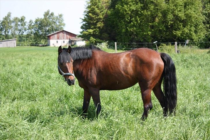 Anden særlig race Brenda/Carina - carina på græs billede 3