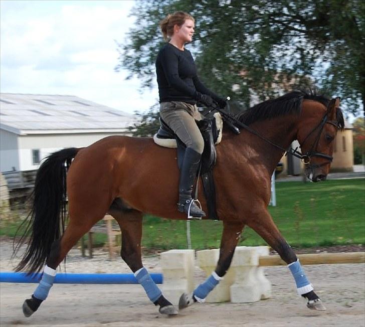 Dansk Varmblod Laurel - Line på Laurel billede 6
