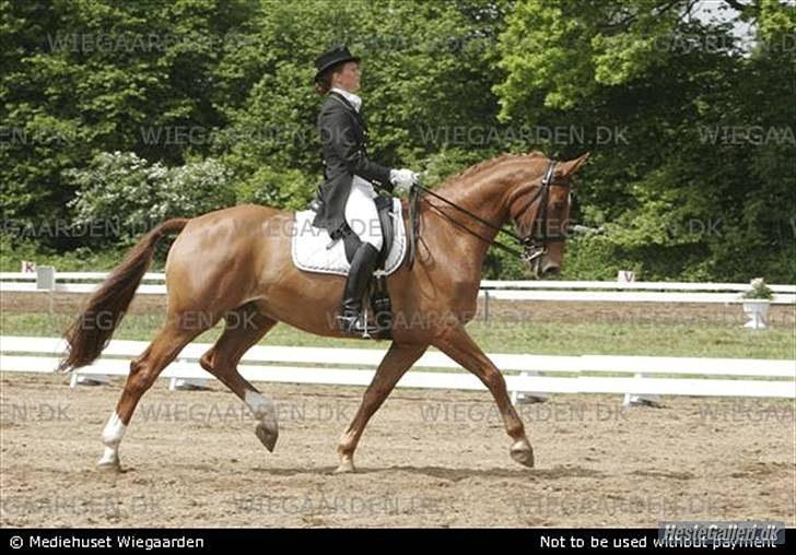 Dansk Varmblod Miclos Vedstedholm  - Miclos og Henriette til DM billede 16