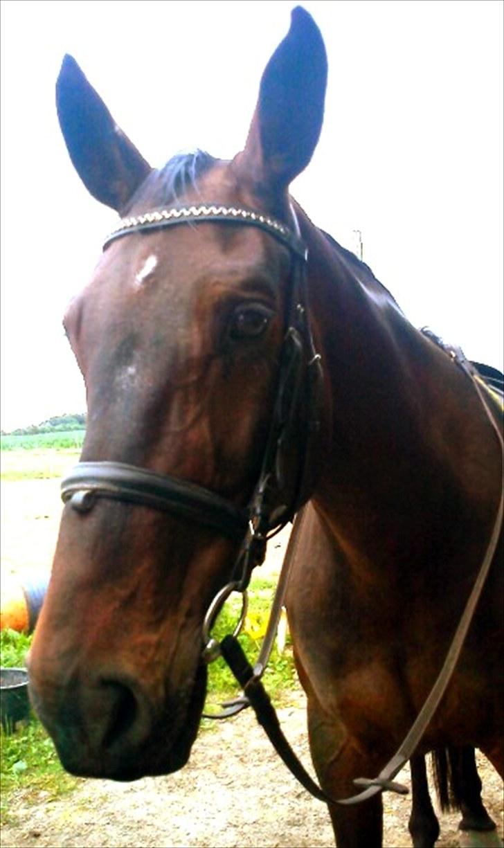 Anden særlig race Ibrahim billede 1