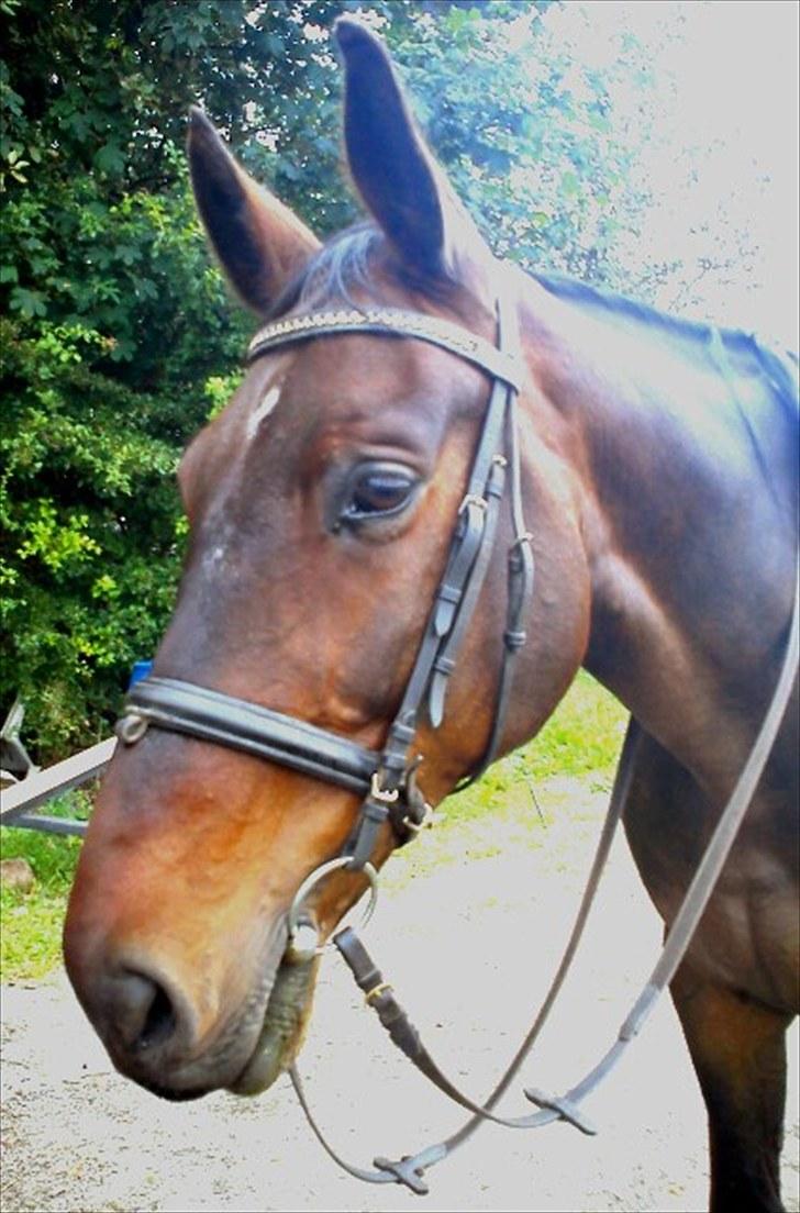 Anden særlig race Ibrahim billede 2