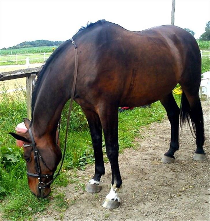 Anden særlig race Ibrahim billede 3