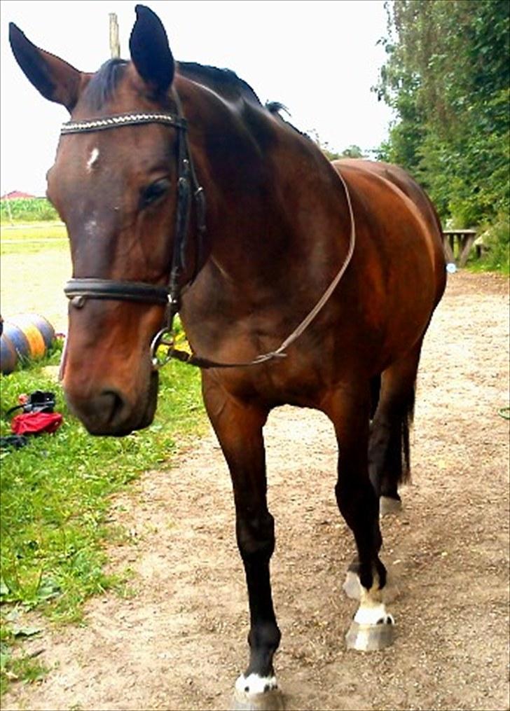 Anden særlig race Ibrahim billede 4