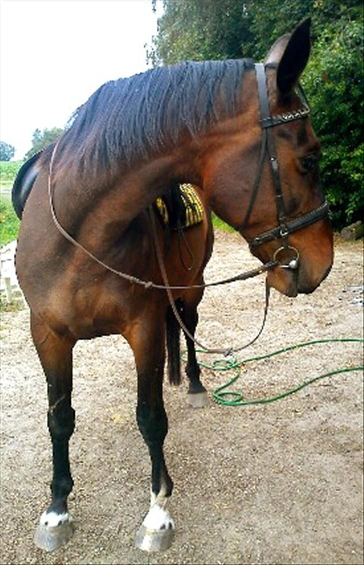 Anden særlig race Ibrahim billede 5