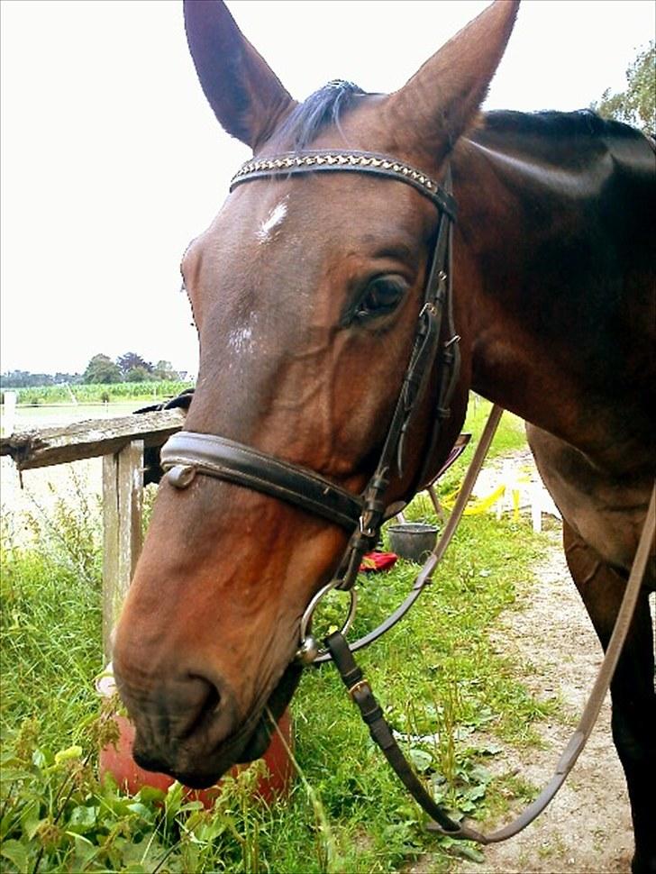 Anden særlig race Ibrahim billede 6