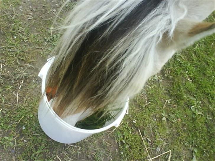 Fjordhest Mick Mølbak FJ 9403365 - mere gufle ;) billede 17