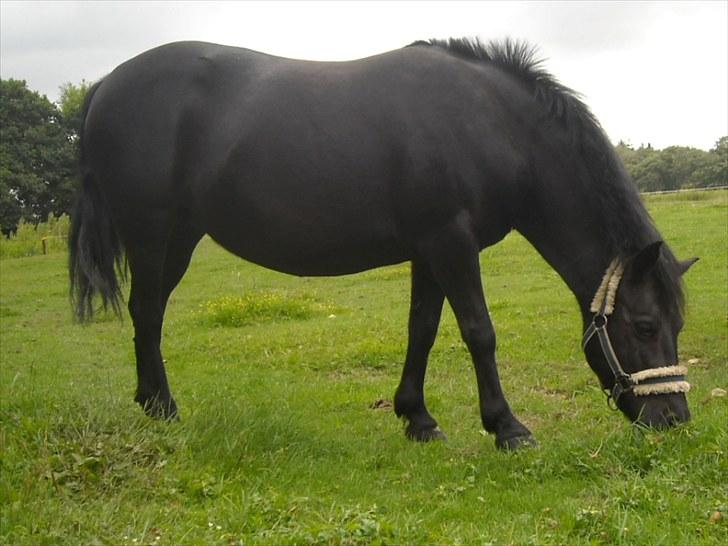 Anden særlig race Simone<3 - Simone på fold :D billede 8