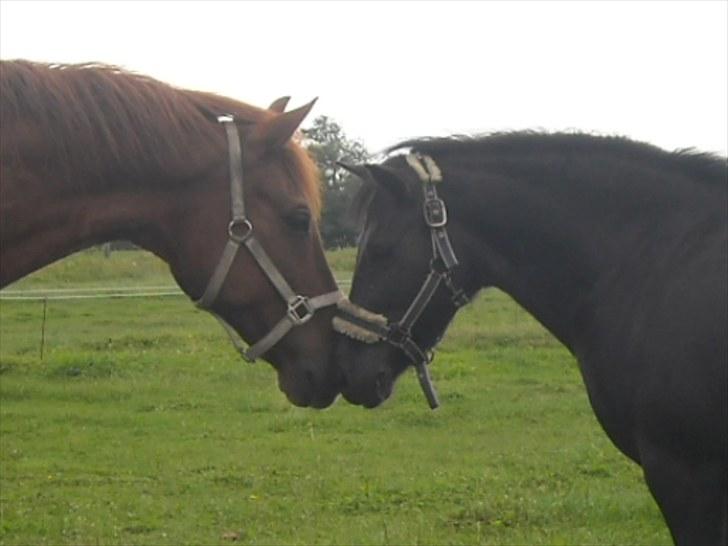 Anden særlig race Simone<3 - Best friends :-D billede 9