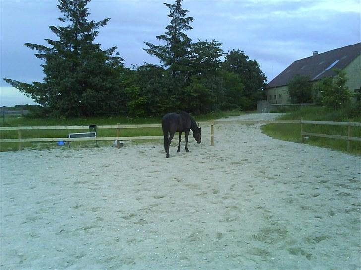 Traver Jet Esteral (Speedy) billede 2