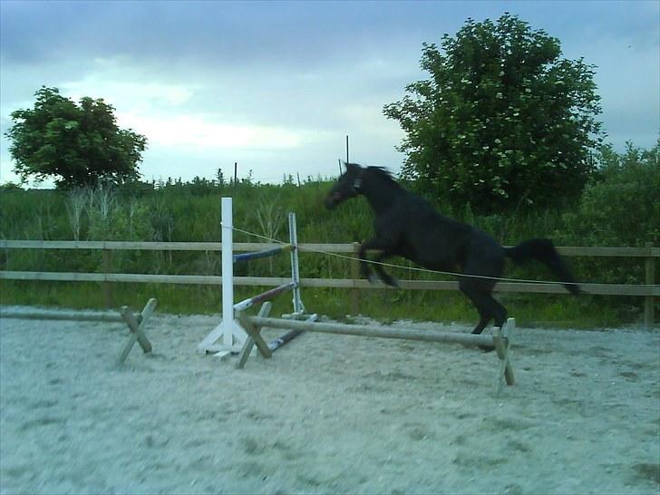 Traver Jet Esteral (Speedy) billede 3