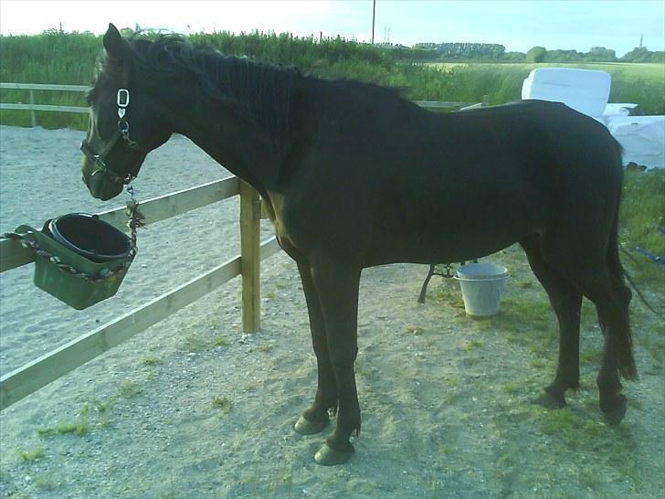 Traver Jet Esteral (Speedy) billede 4