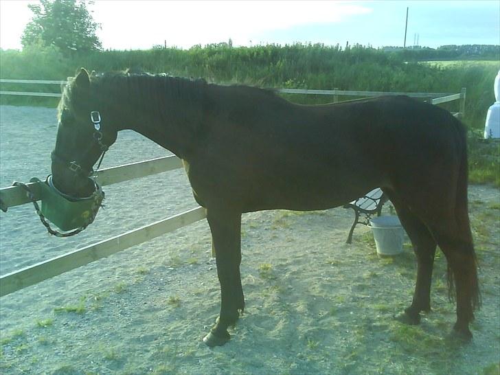 Traver Jet Esteral (Speedy) billede 5