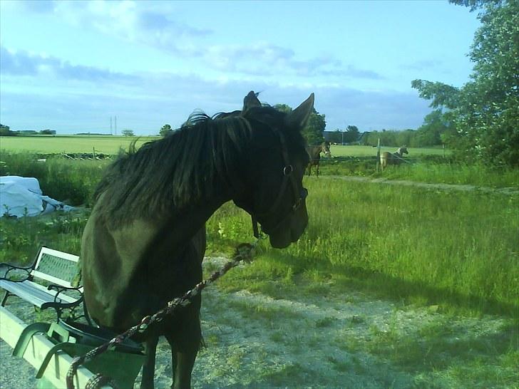 Traver Jet Esteral (Speedy) billede 6