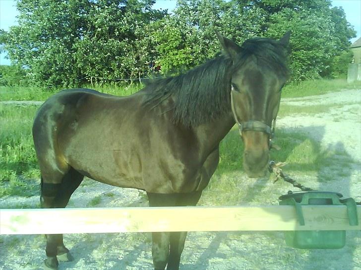 Traver Jet Esteral (Speedy) billede 7