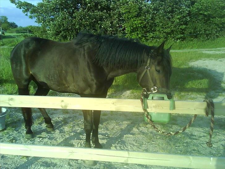 Traver Jet Esteral (Speedy) billede 8