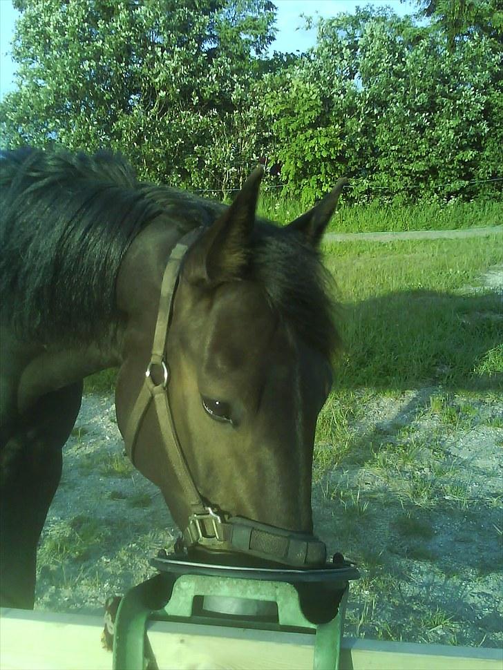 Traver Jet Esteral (Speedy) billede 9