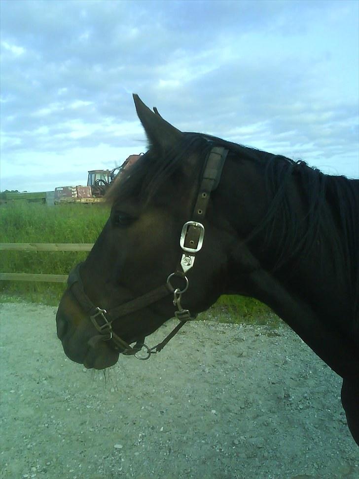 Traver Jet Esteral (Speedy) billede 10