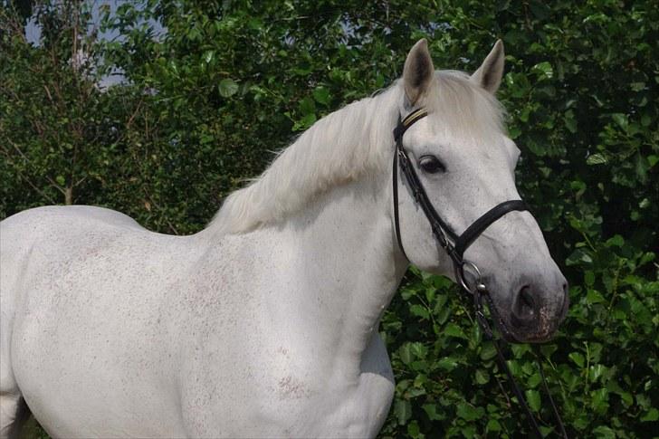 Anden særlig race Maistro - 1) Velkommen til Maistro´s profil. Smuk og ren, taget efter striglekonkurrencen. billede 1