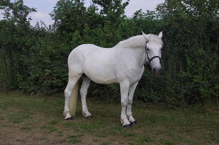 Anden særlig race Maistro - 2) Smuk og ren, taget lige efter striglekonkurrencen. billede 2