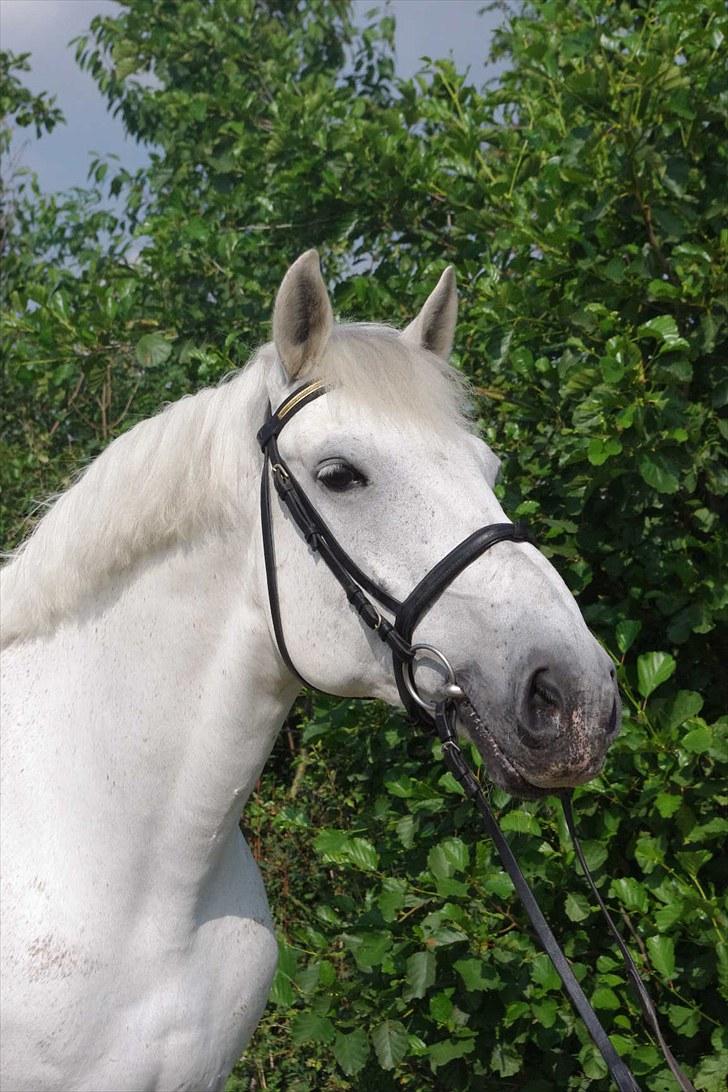 Anden særlig race Maistro - 3) Smuk og ren, taget lige efter striglekonkurrencen. billede 3