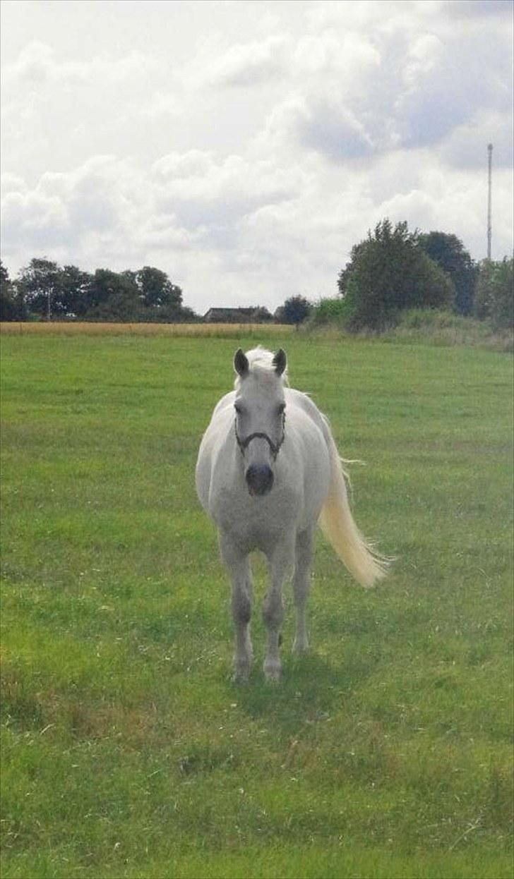 Anden særlig race Maistro - 4) Kommet på fold, ridelejr slut. Reaktion på min stemme.:) billede 4