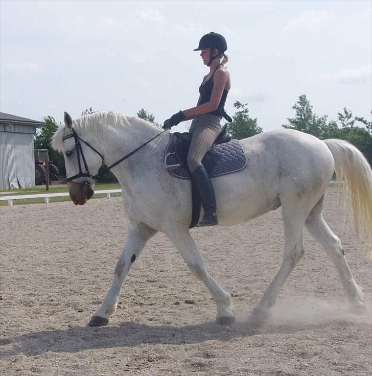 Anden særlig race Maistro - 5) Dressur. billede 5