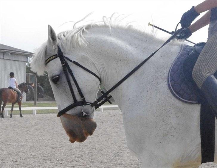 Anden særlig race Maistro - 6) Dressur. billede 6