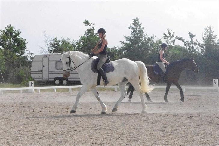 Anden særlig race Maistro - 7) Dressur. billede 7