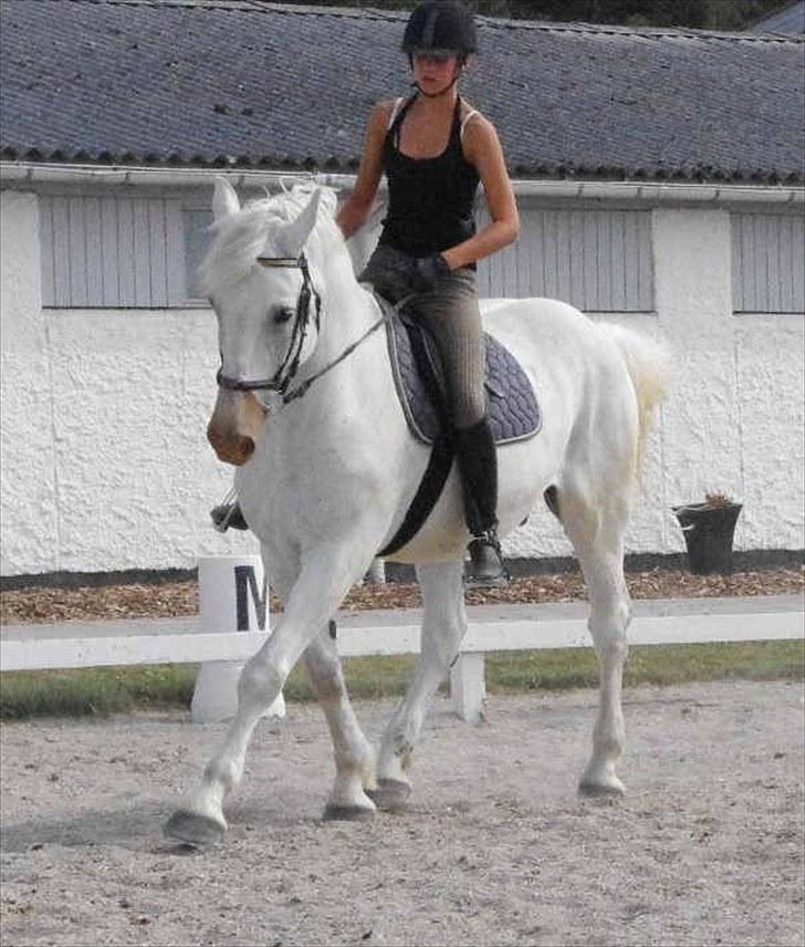 Anden særlig race Maistro - 8) Dressur. billede 8