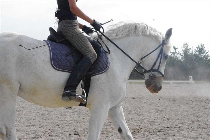 Anden særlig race Maistro - 9) Dressur. billede 9