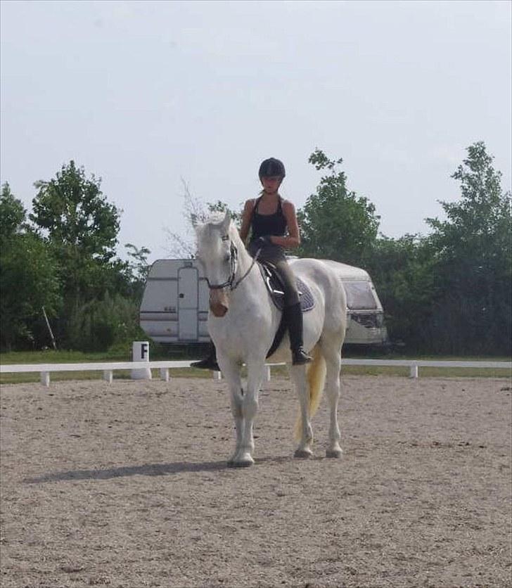 Anden særlig race Maistro - 10) Dressur. billede 10