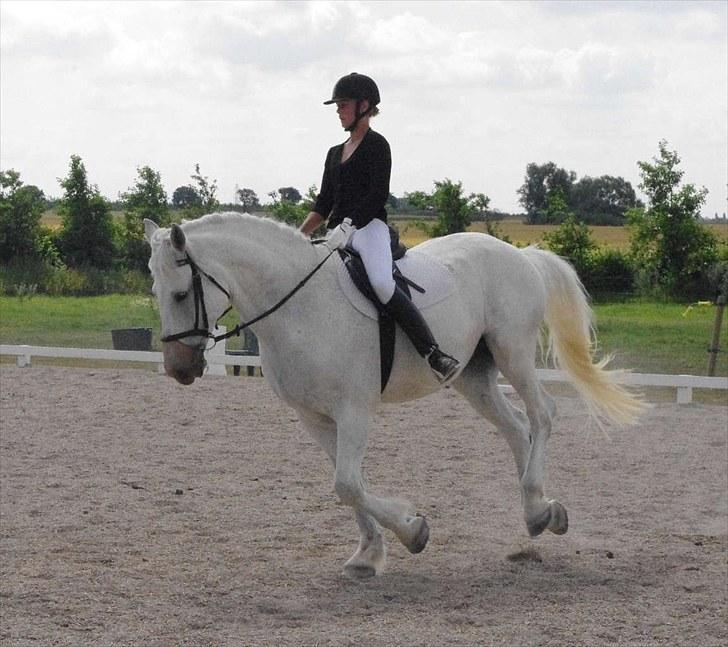 Anden særlig race Maistro billede 13