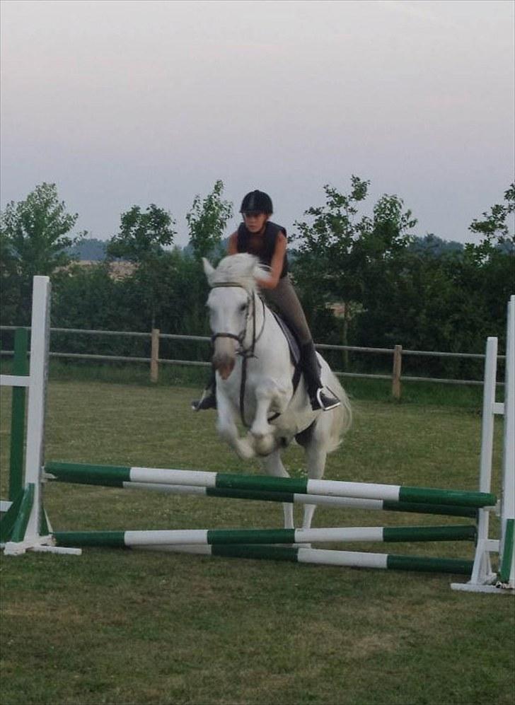 Anden særlig race Maistro - 14) Springning. 70 cm.  billede 14