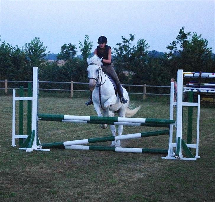 Anden særlig race Maistro - 15) Springning. 80 cm. billede 15