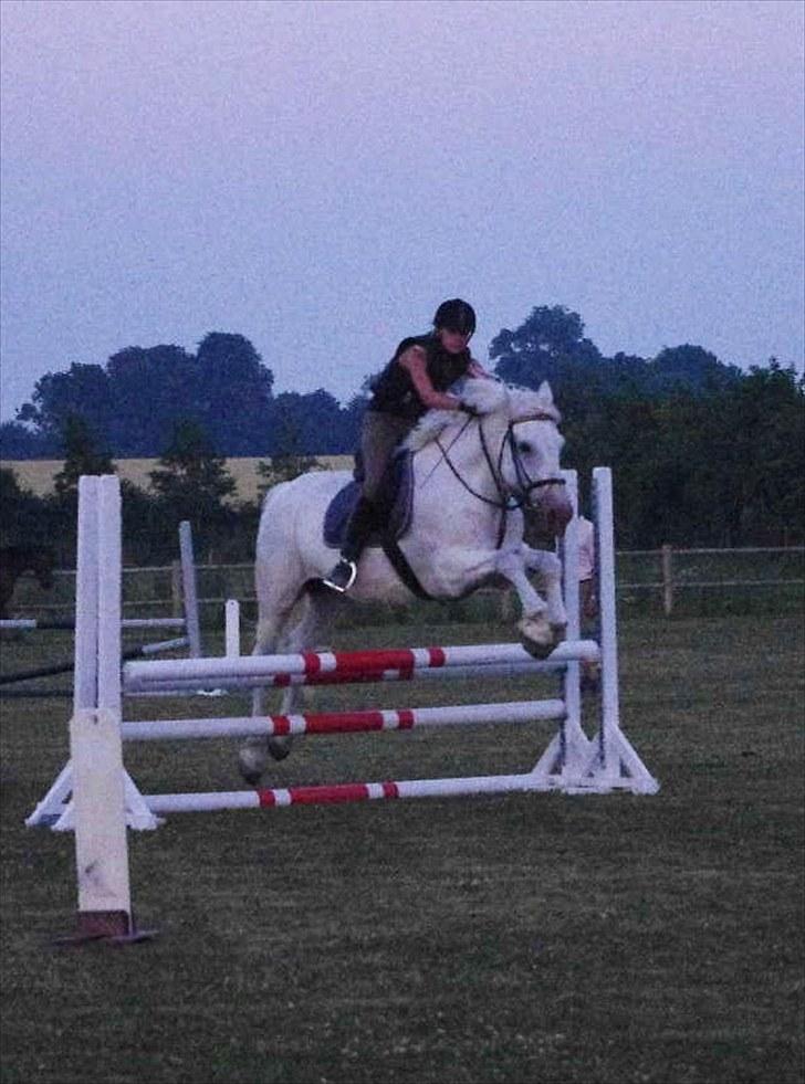 Anden særlig race Maistro - 16) Springing. 80 cm på okser. billede 16