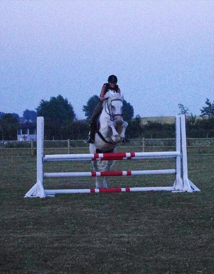 Anden særlig race Maistro - 17) Springning. 90 cm på okser!:) billede 17