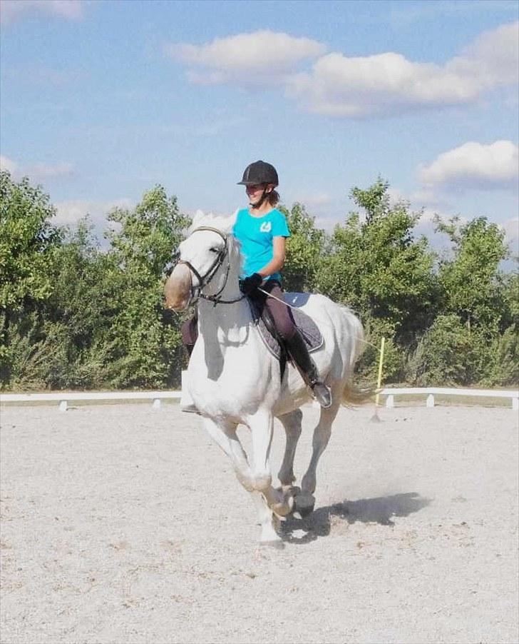 Anden særlig race Maistro - 19) Ponygames - slalom. Det gik stærkt! billede 19