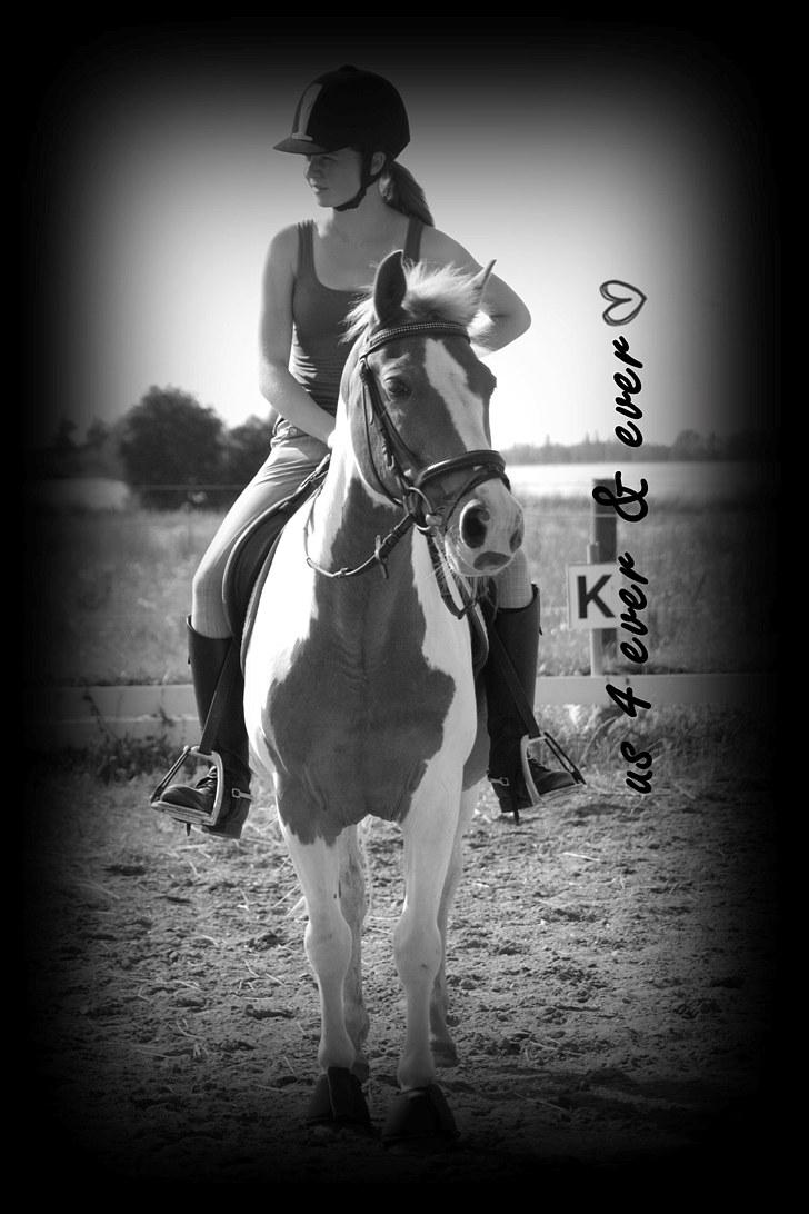 Pinto Beauty 'stjerneponyen!'  - 16* elsker dig min skat, du betyder bare så meget for mig <3 us 4 ever & ever <3 :* ~foto: Nadia Jørgensen~ billede 9