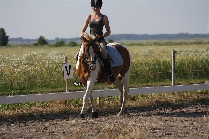 Pinto Beauty 'stjerneponyen!'  - 18* dressur kan vi da også :P ~foto: Nadia Jørgensen~ billede 10