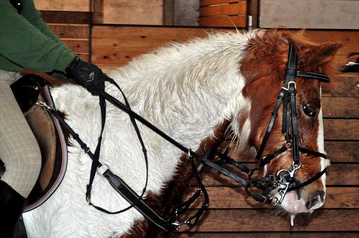 Pinto Beauty 'stjerneponyen!'  - 19* :D ~Nadja Larsen~ billede 5