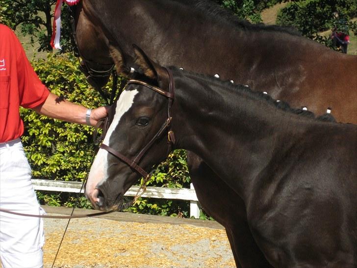 Dansk Varmblod Dark Shadow - Følskue Vallensbæk´08 billede 2