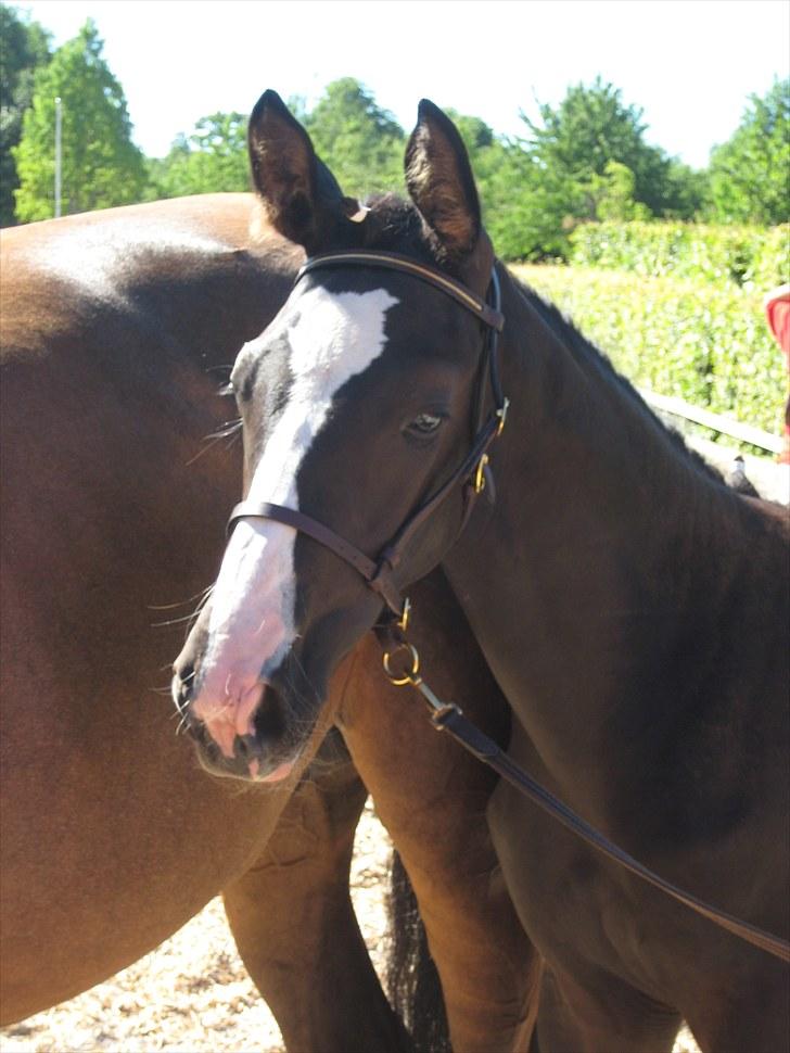 Dansk Varmblod Dark Shadow - Jeg ved du stiger på min hår i ørene, mor. MEN DU FÅR ALDELES IKKE LOV TIL AT RØRE DEM!  billede 3